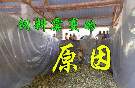 飼料又發(fā)霉了， 到底是咋回事？